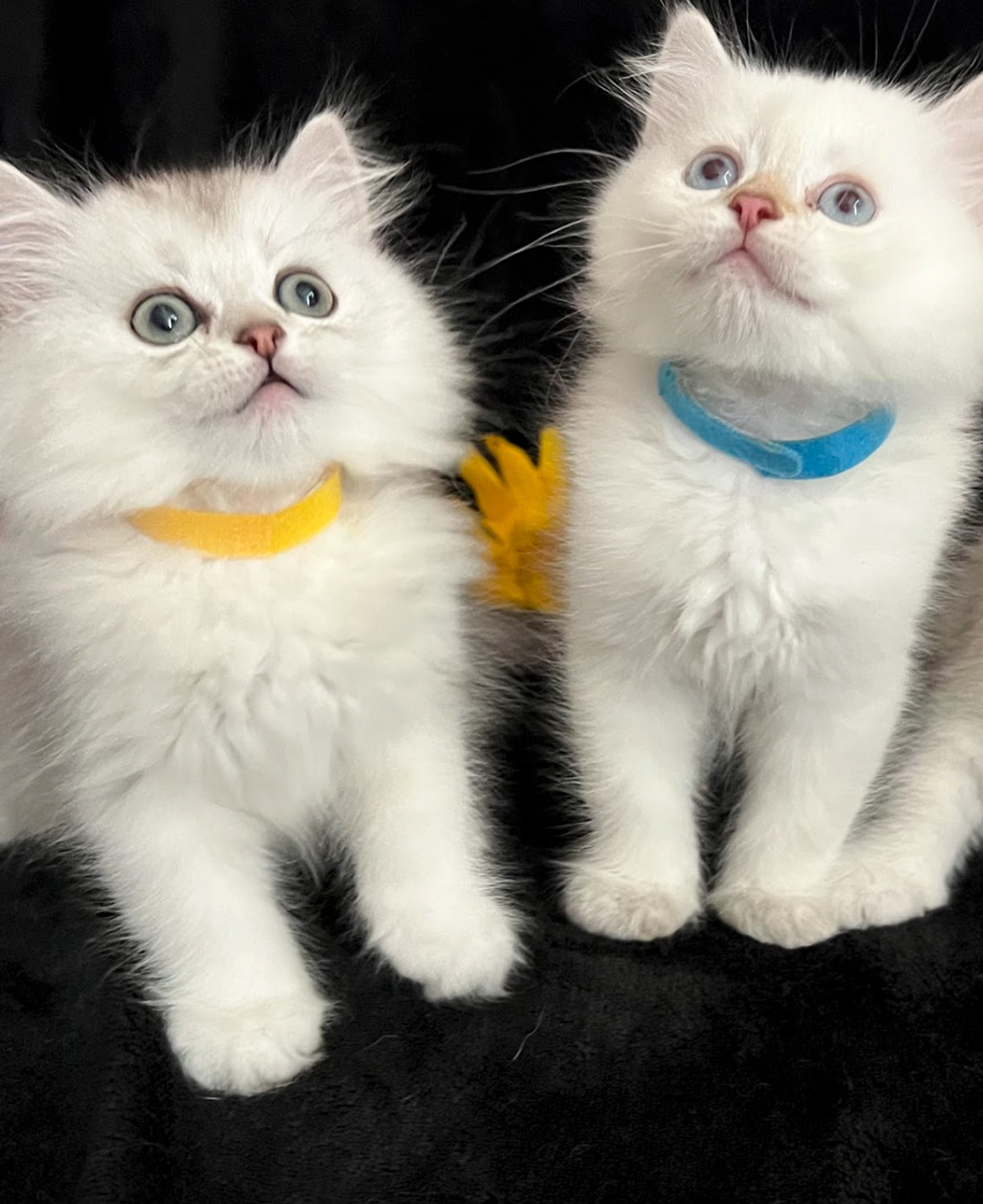 vanillas kittens 1