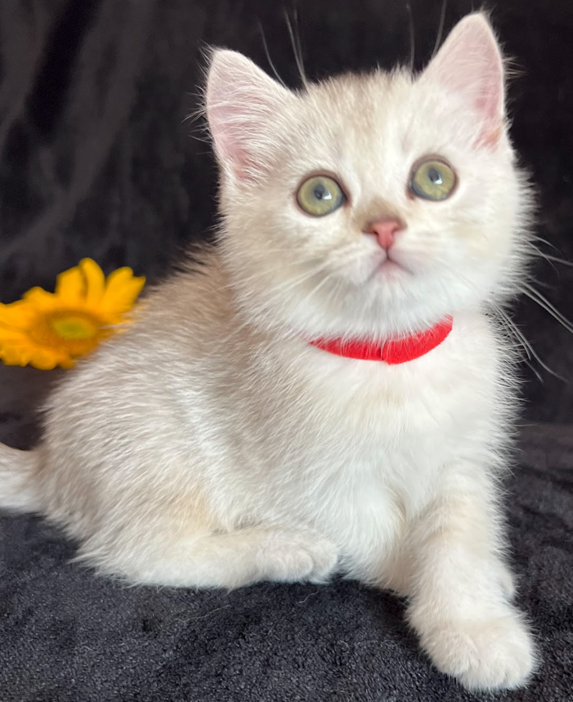 vanillas kittens 2