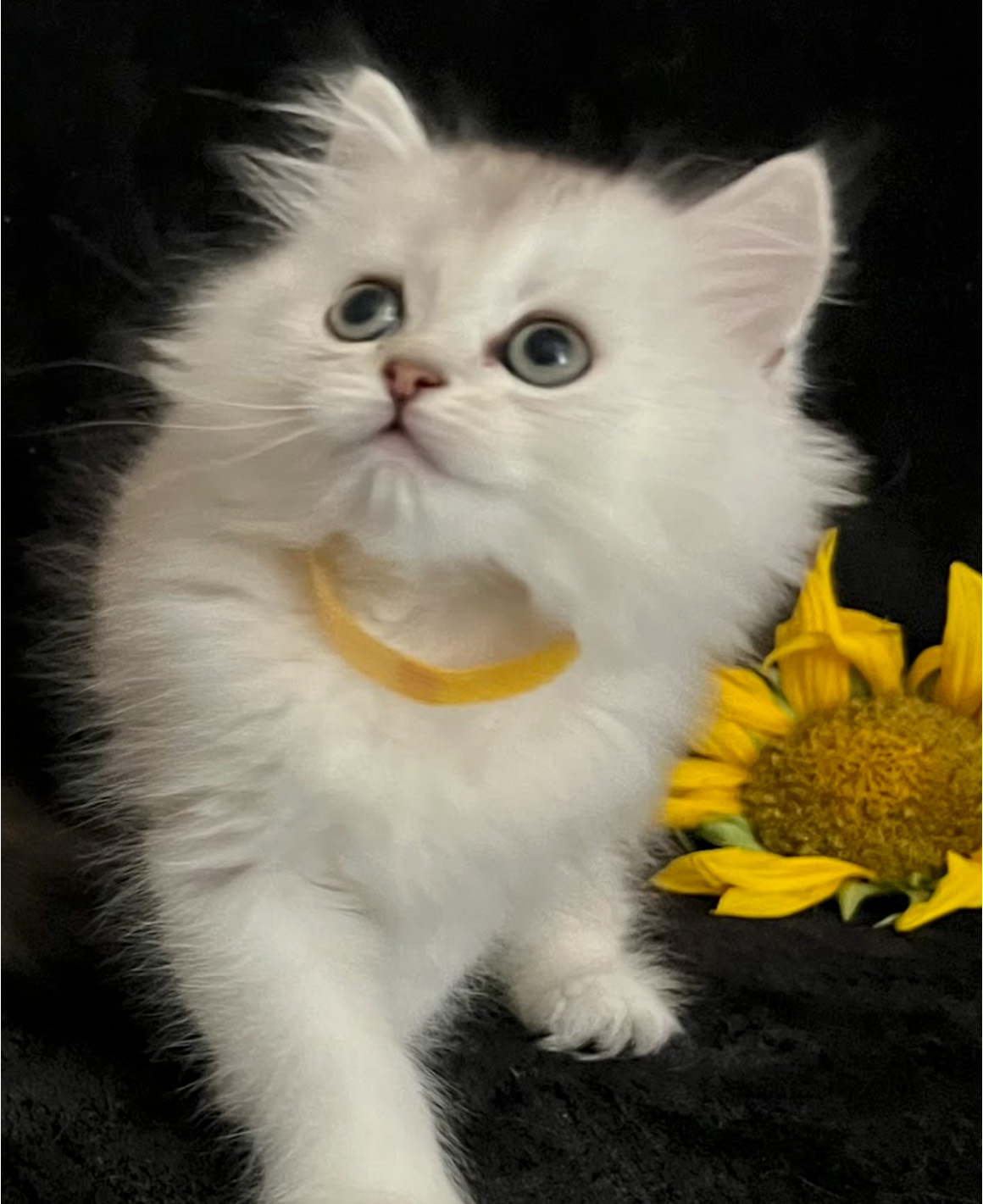 vanillas kittens 3