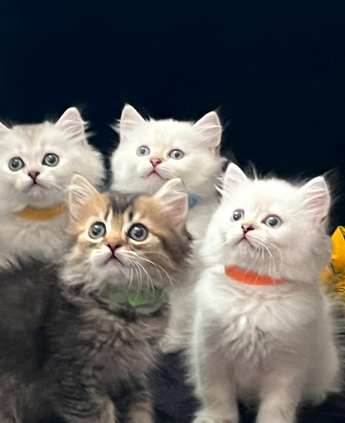 vanillas kittens 4