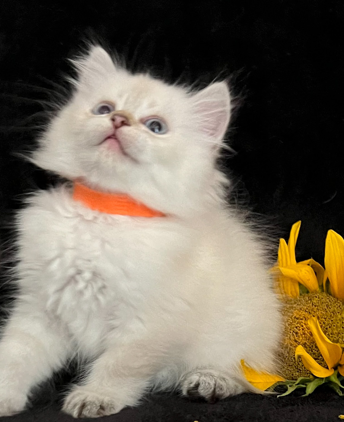 vanillas kittens 5