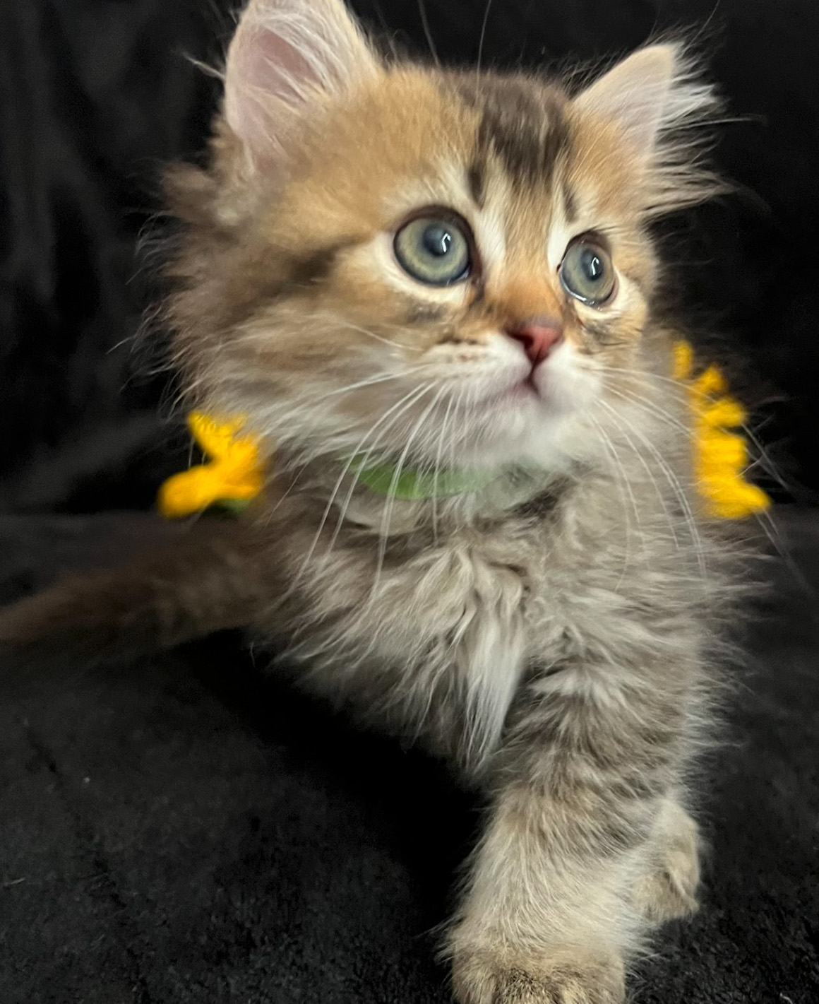 vanillas kittens 6