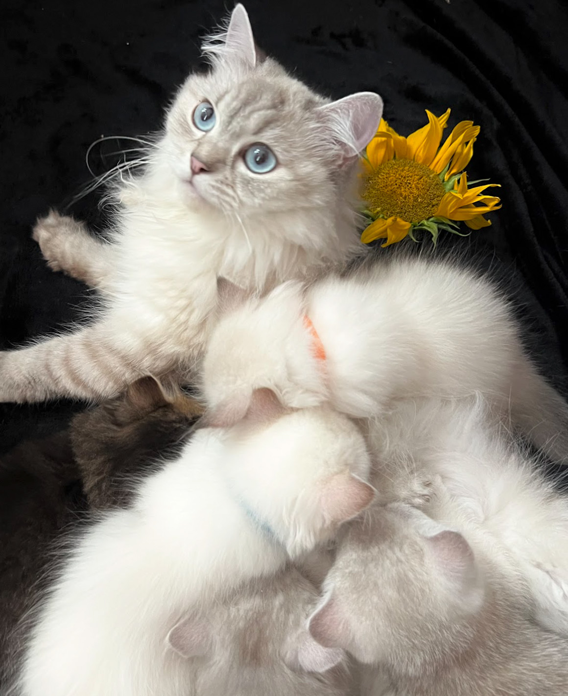 vanillas kittens 7