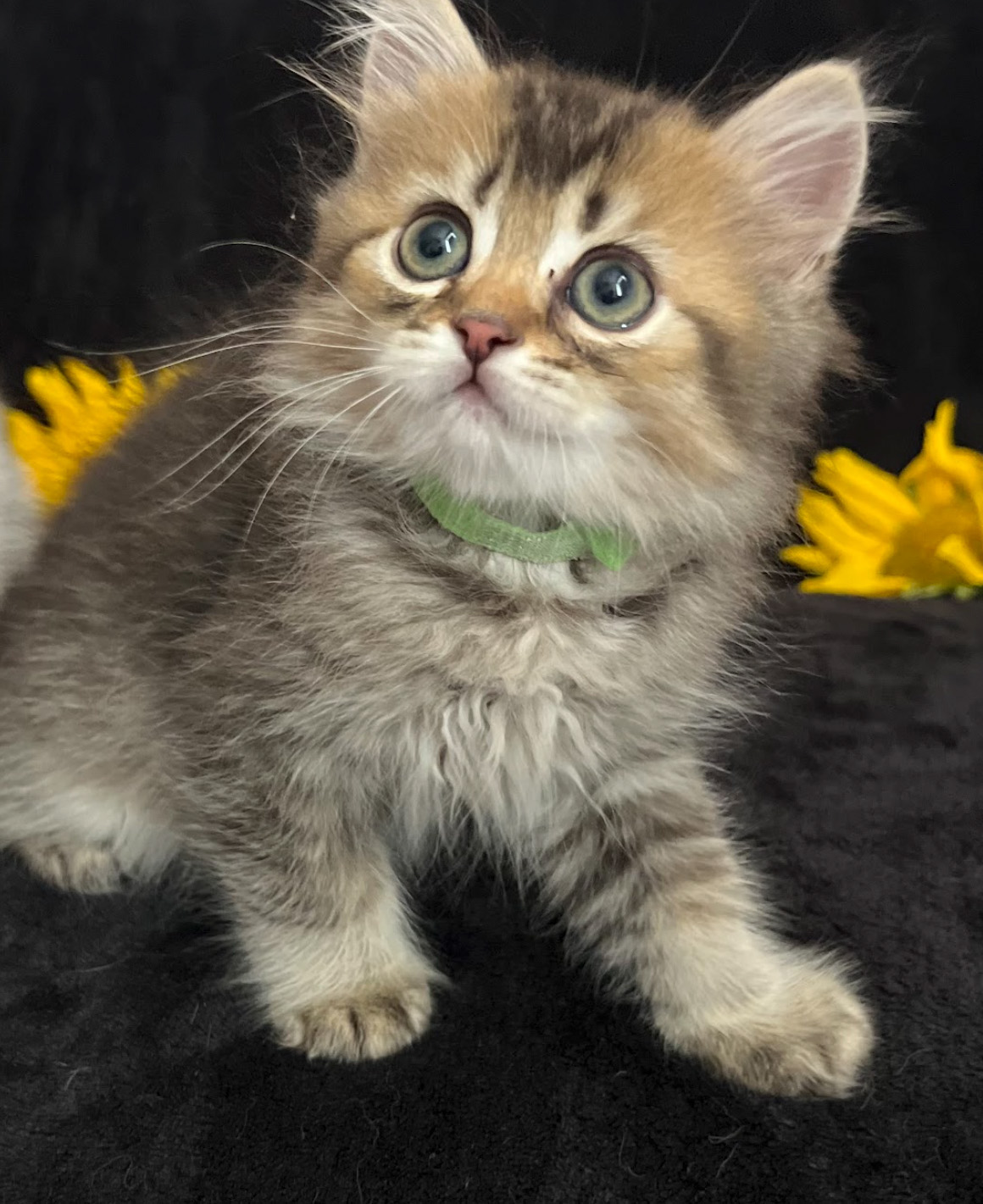 vanillas kittens