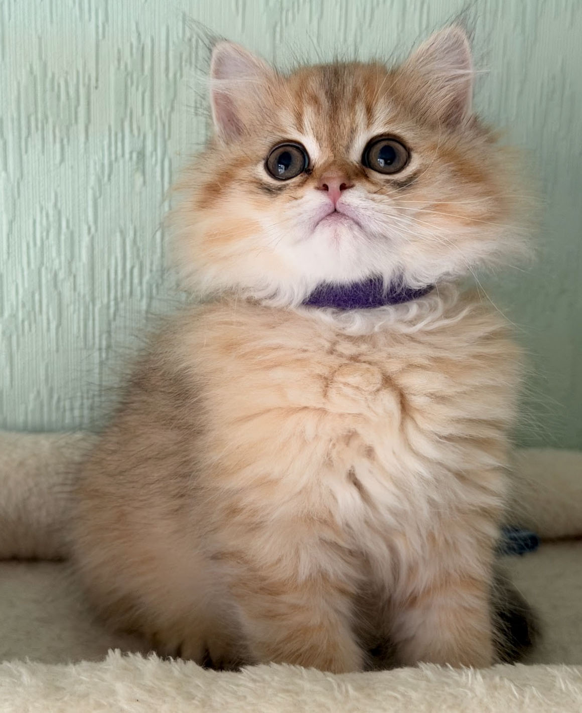 cinnamon 01