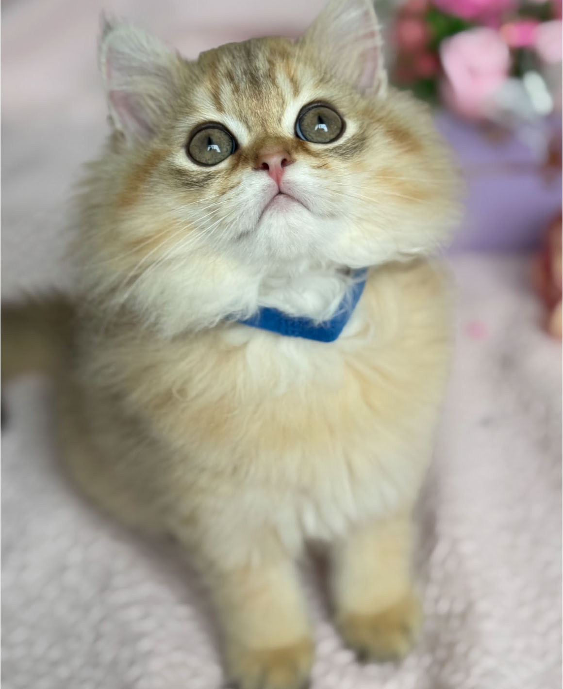 cinnamon 05