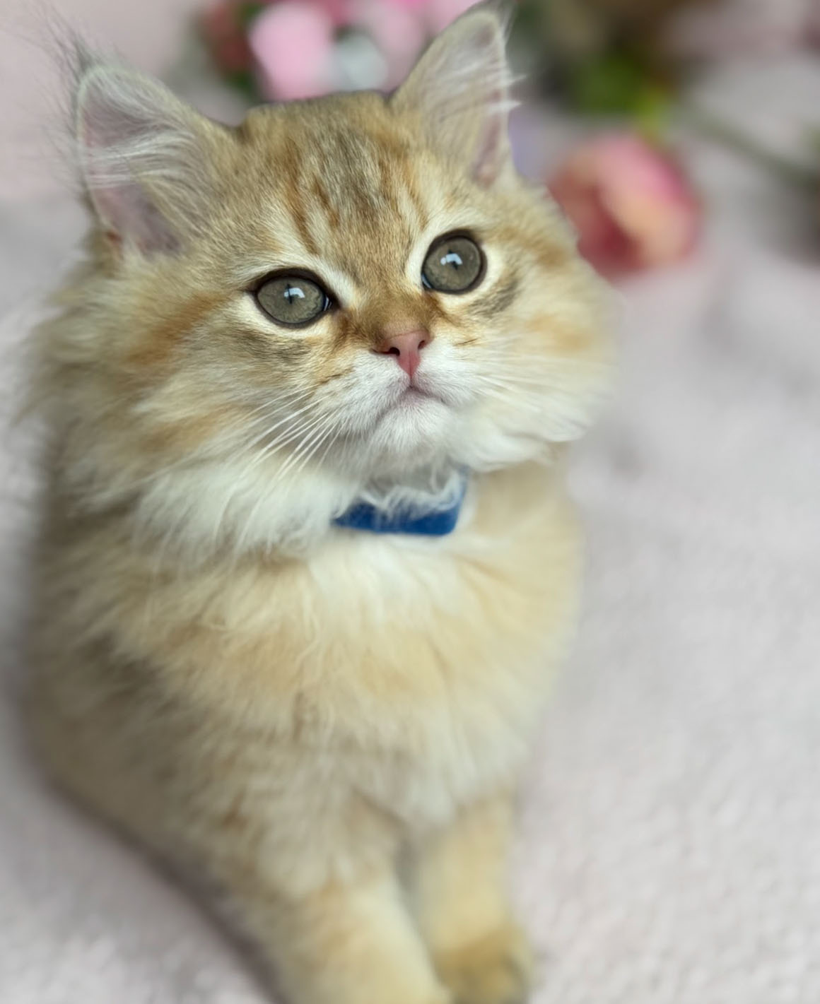 cinnamon 06