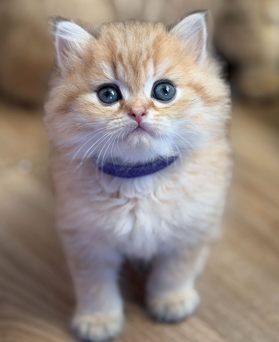 cinnamon 07