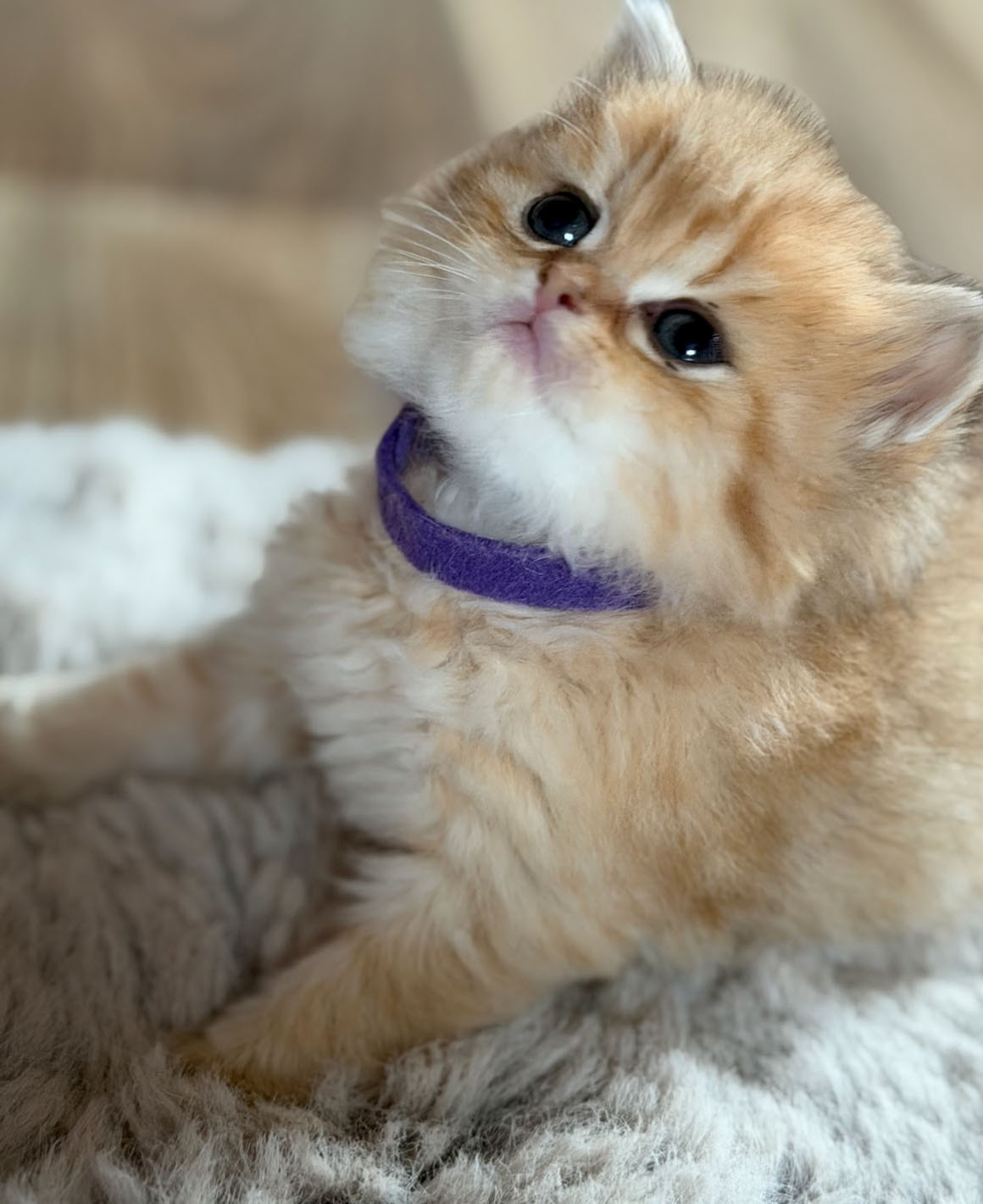 cinnamon 08