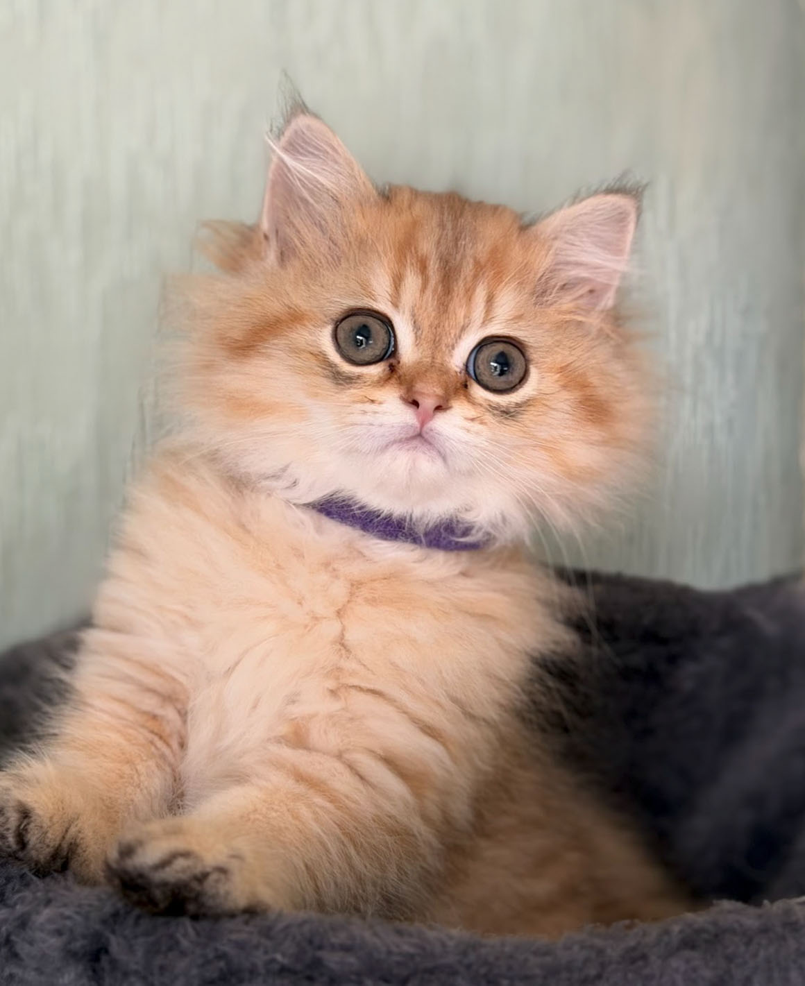 cinnamon