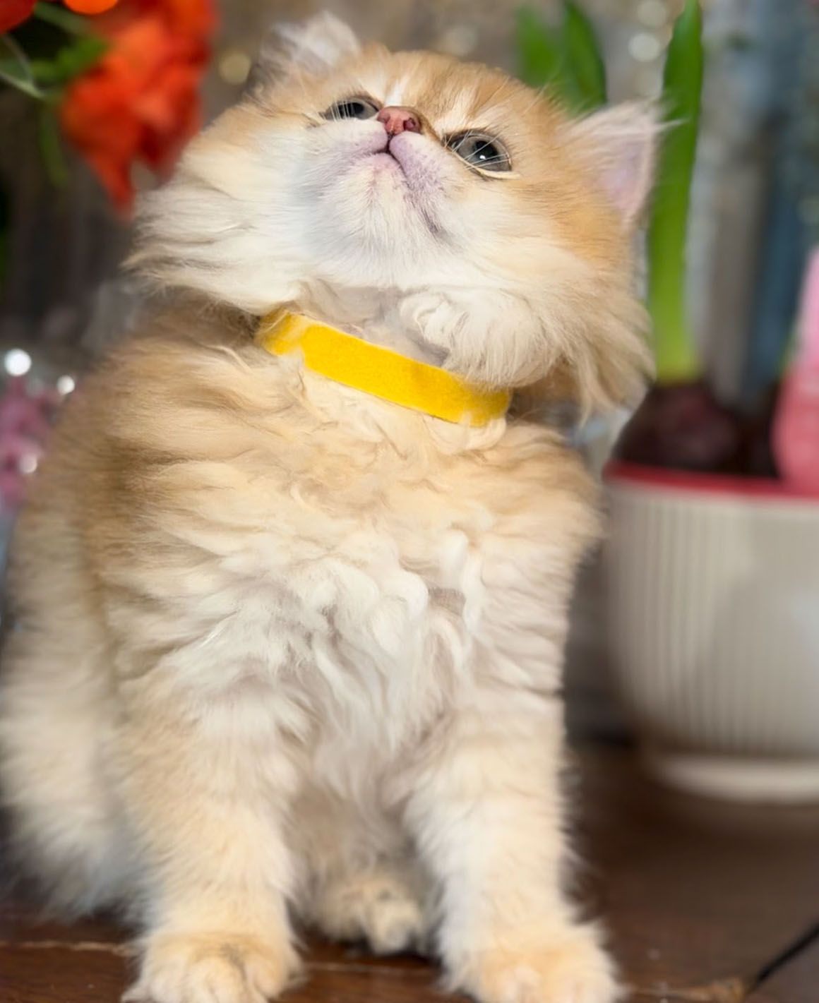 gouda