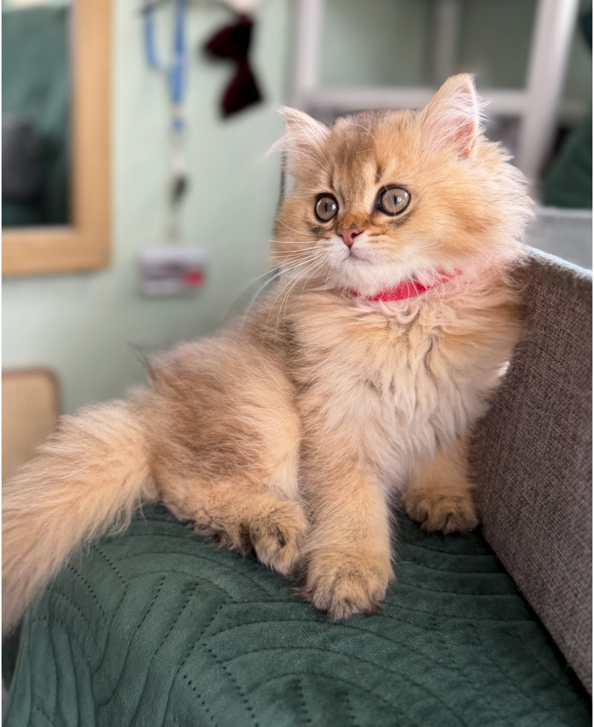 honeys kittens 1