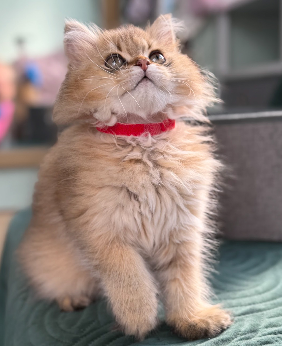 honeys kittens 2