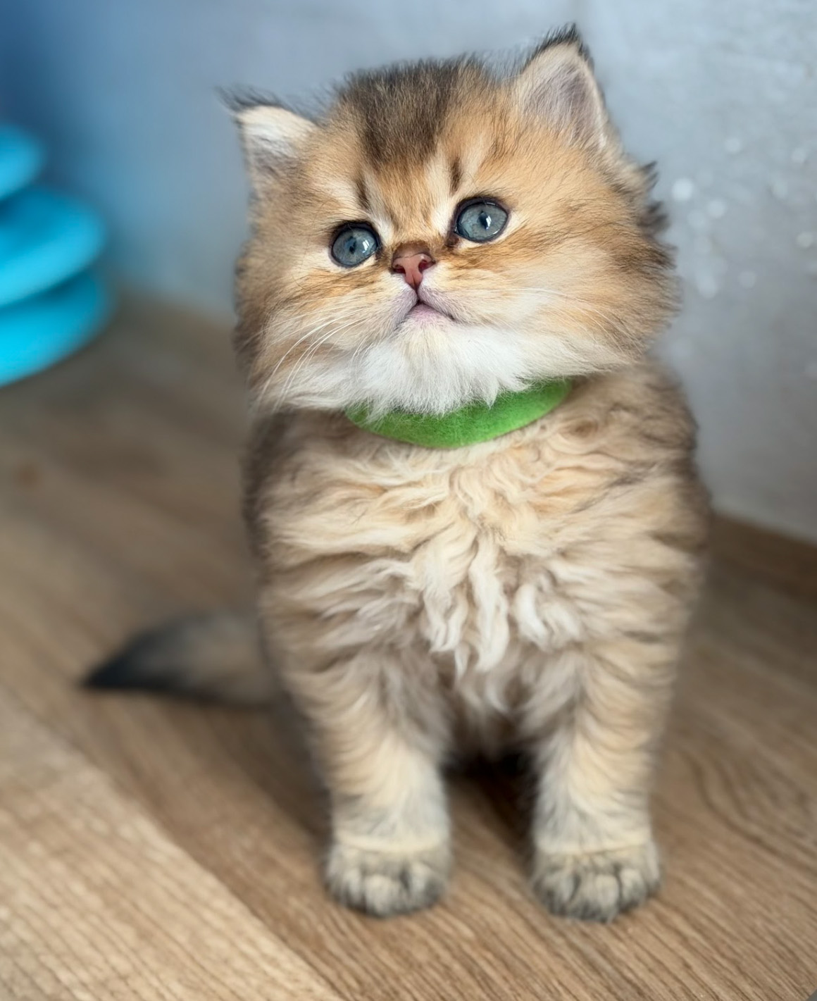 honeys kittens 3