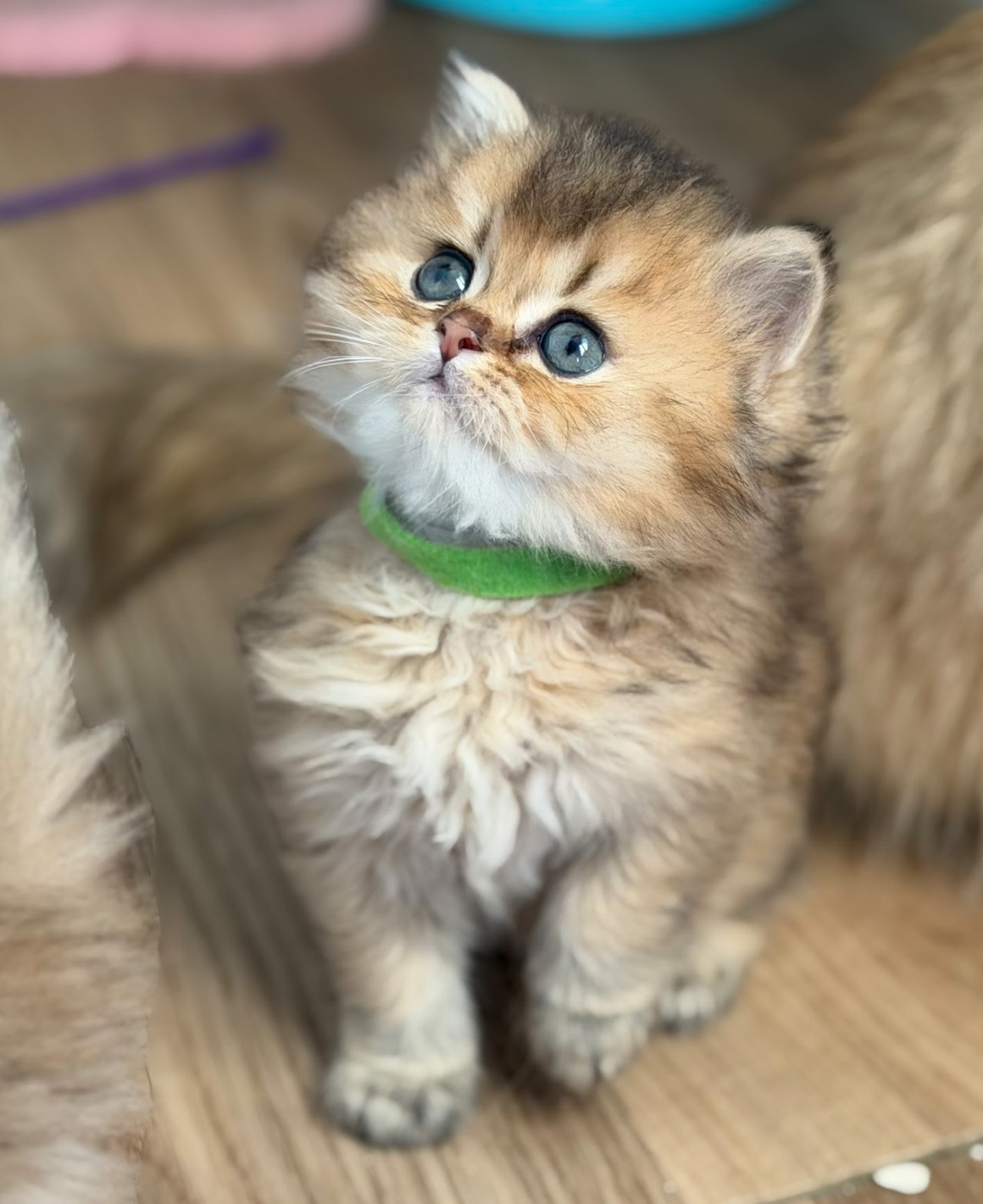 honeys kittens 4