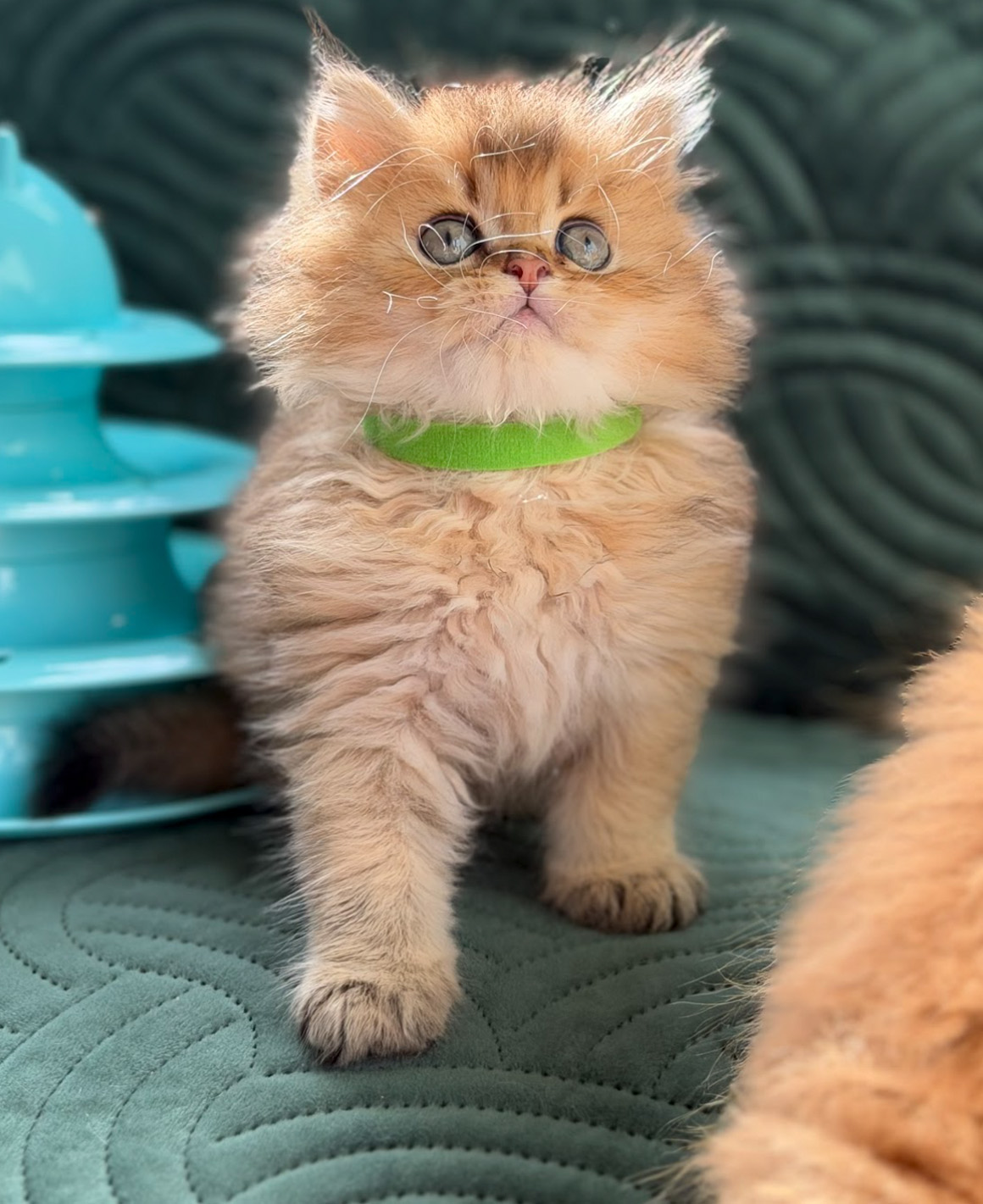 honeys kittens 5