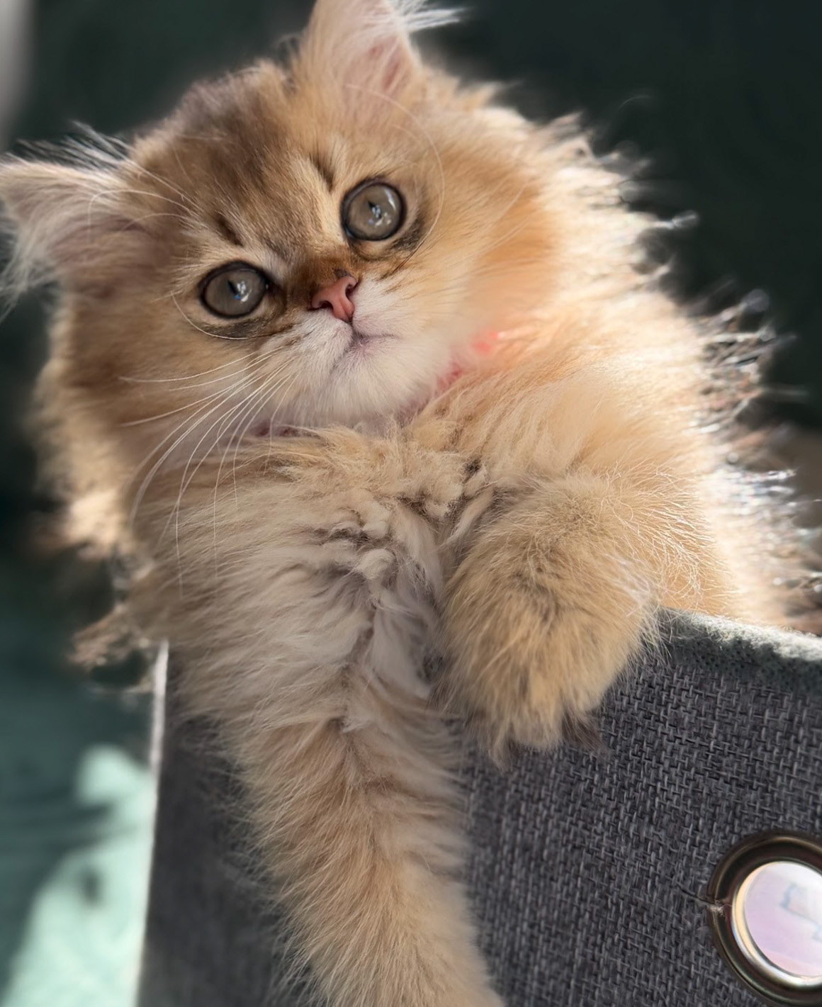 honeys kittens