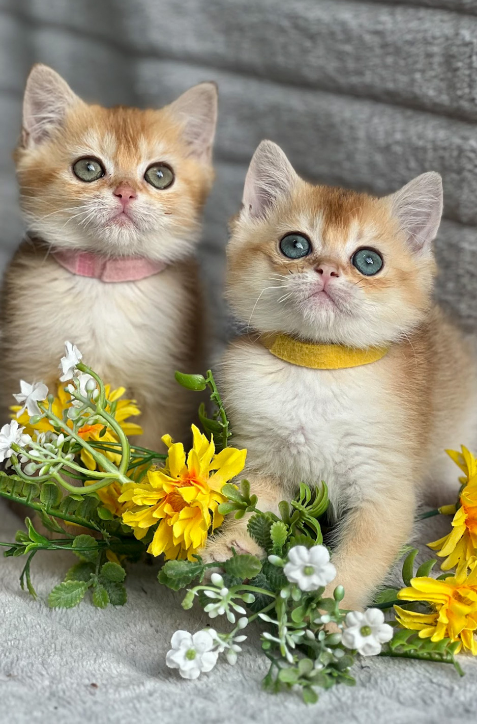 kittens main