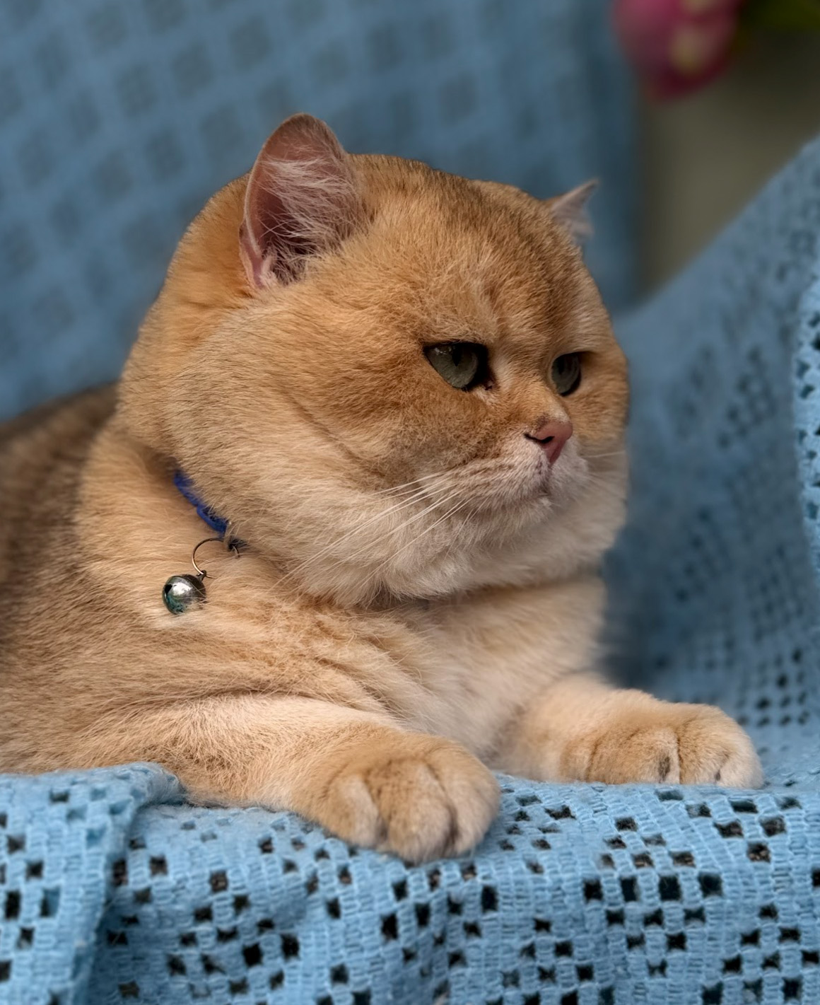 mikinsh1.jpg