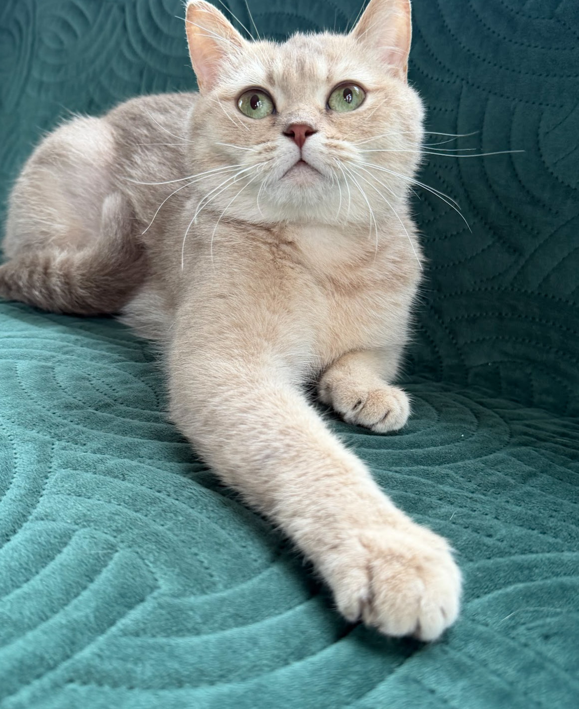 mocha