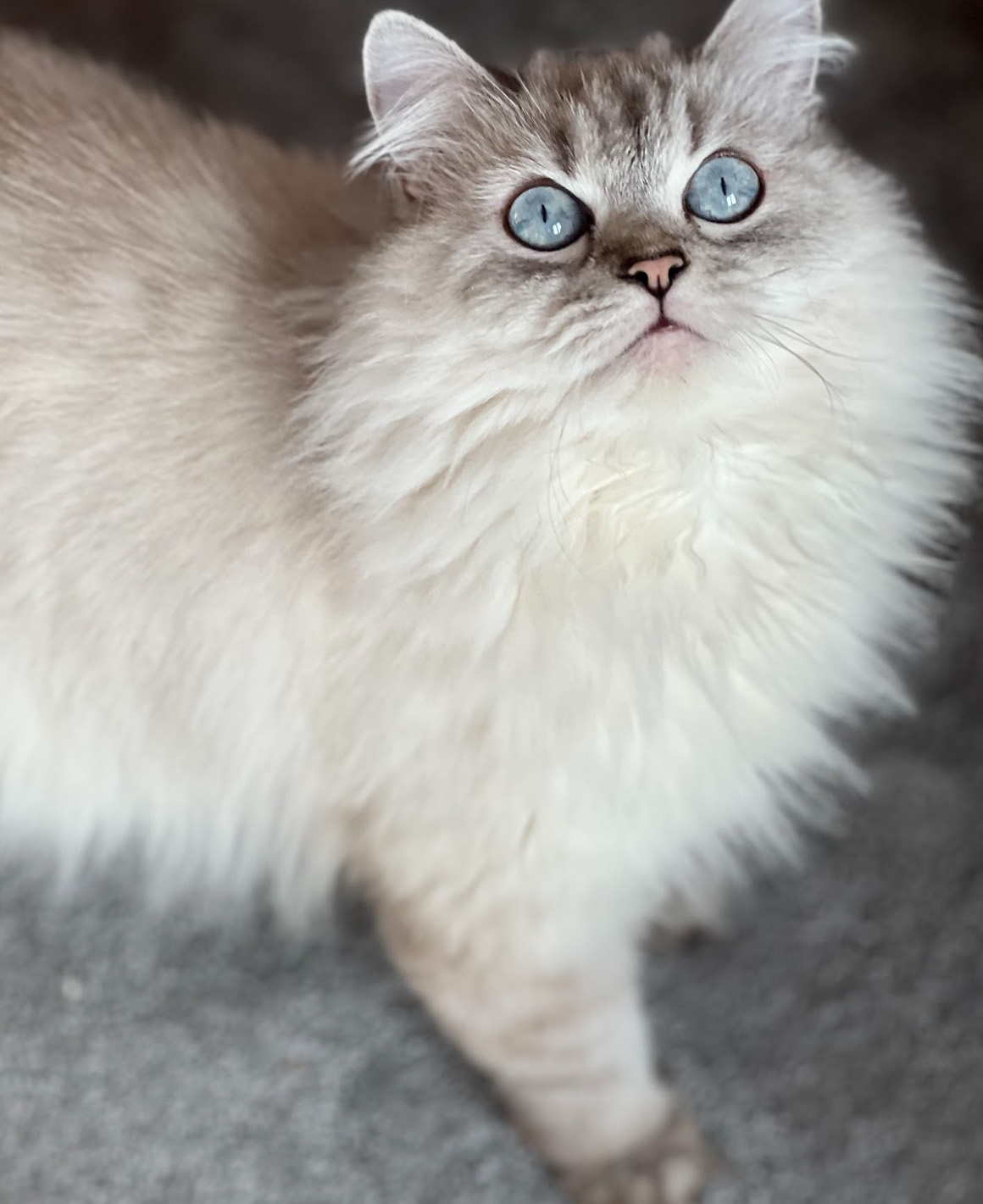 vanilla